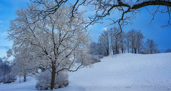 photo of winter snowy morning in Elfenau park in Bern, Switzerland.