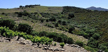 Camembert in Banyuls