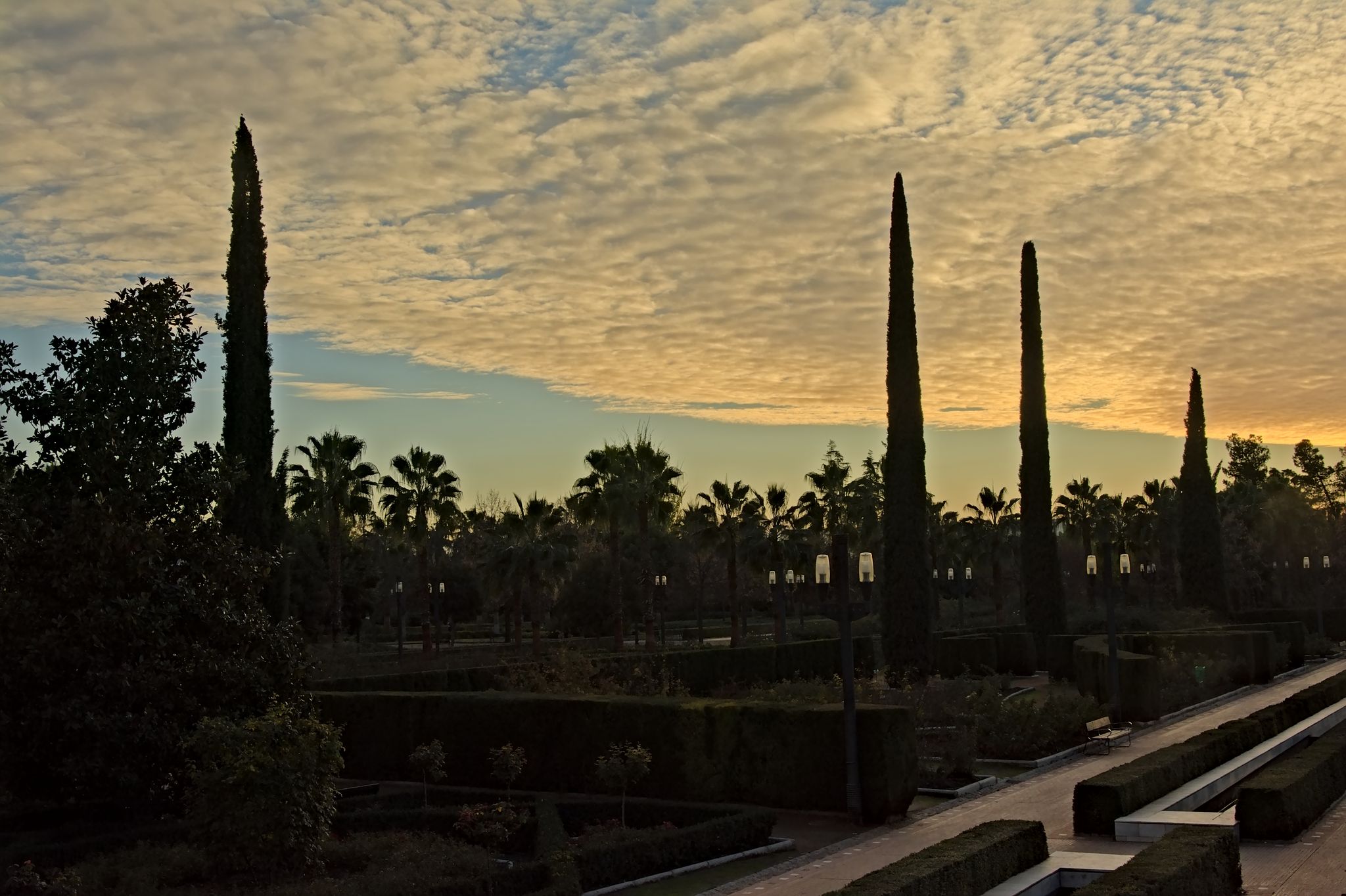 Photo of Silhouettes of Palms, cypresses and other trees against evening solorful evening sky with soft clouds in Park Federico García Lorca , Granada, Spain, in evening light .