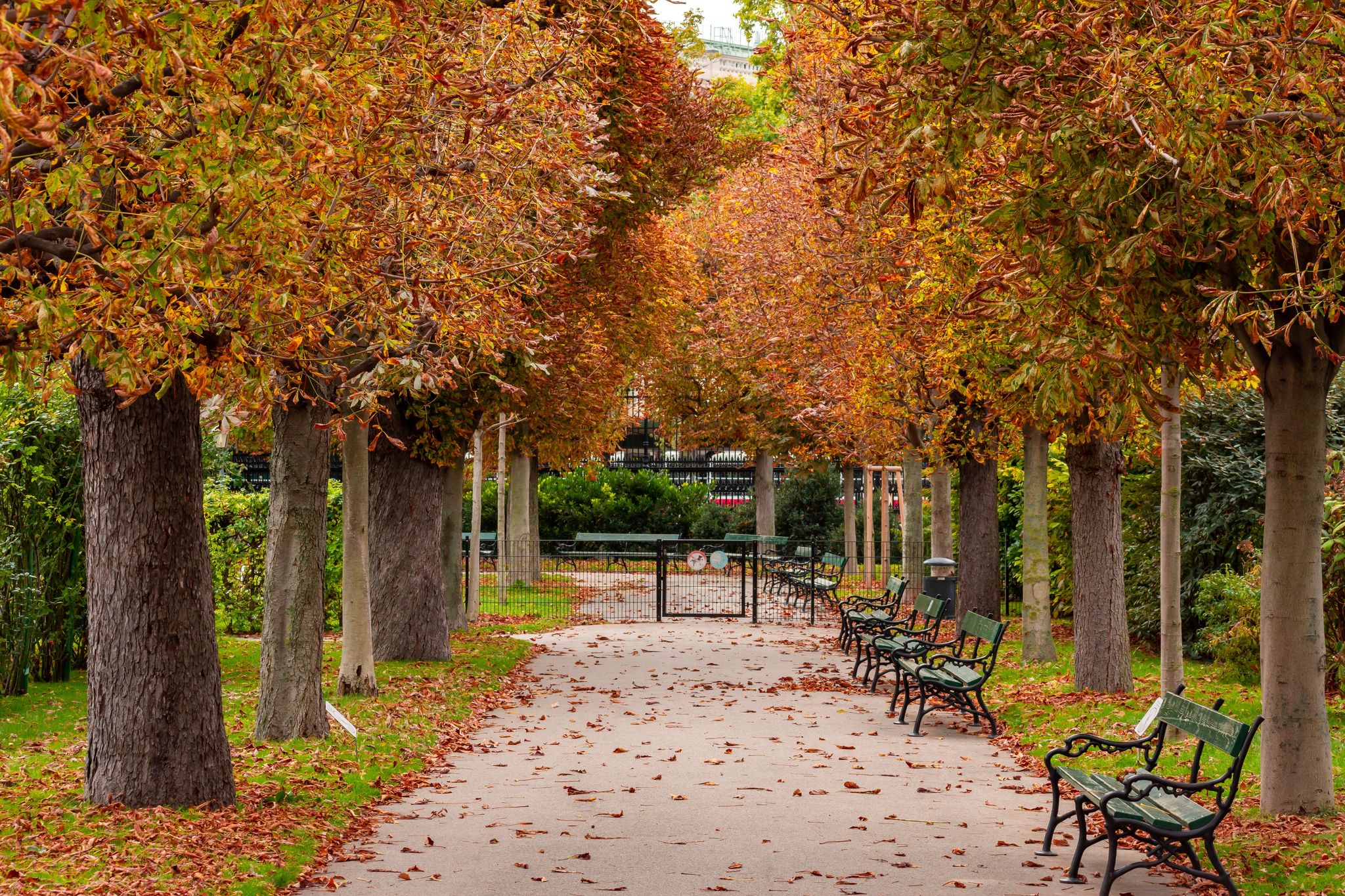 Photo of Autumn foliage in Volksgarten park, Vienna, Austria.