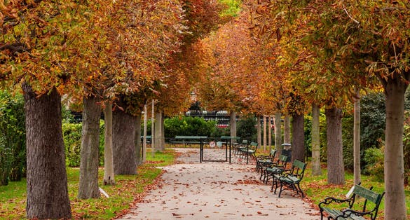 Photo of Autumn foliage in Volksgarten park, Vienna, Austria.