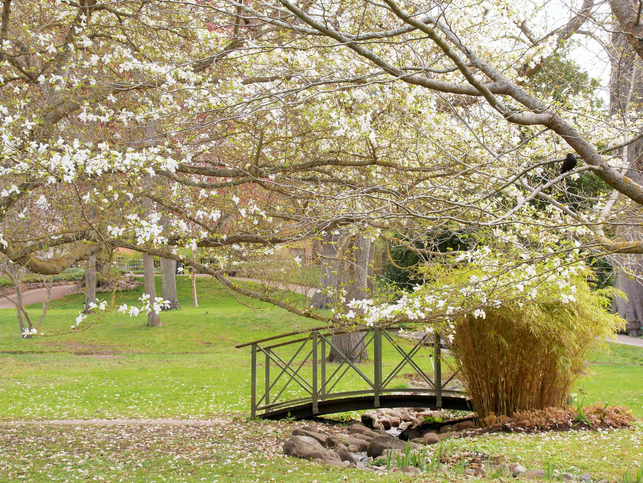 photo of DBW's Botanical Garden in Visby, Sweden.