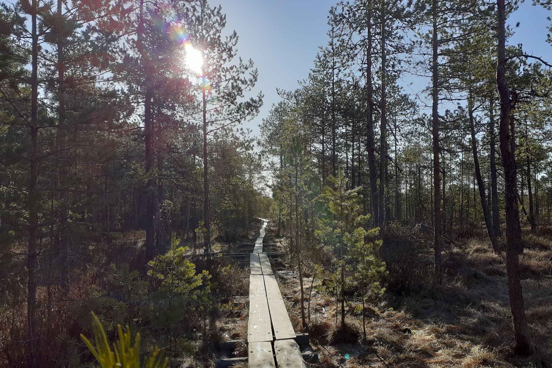 Lahti: Guided Nature Walk The heart of the swamp