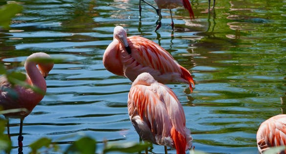 Photo of Pink flamingos in the water in the zoo of Basel, Switzerland.