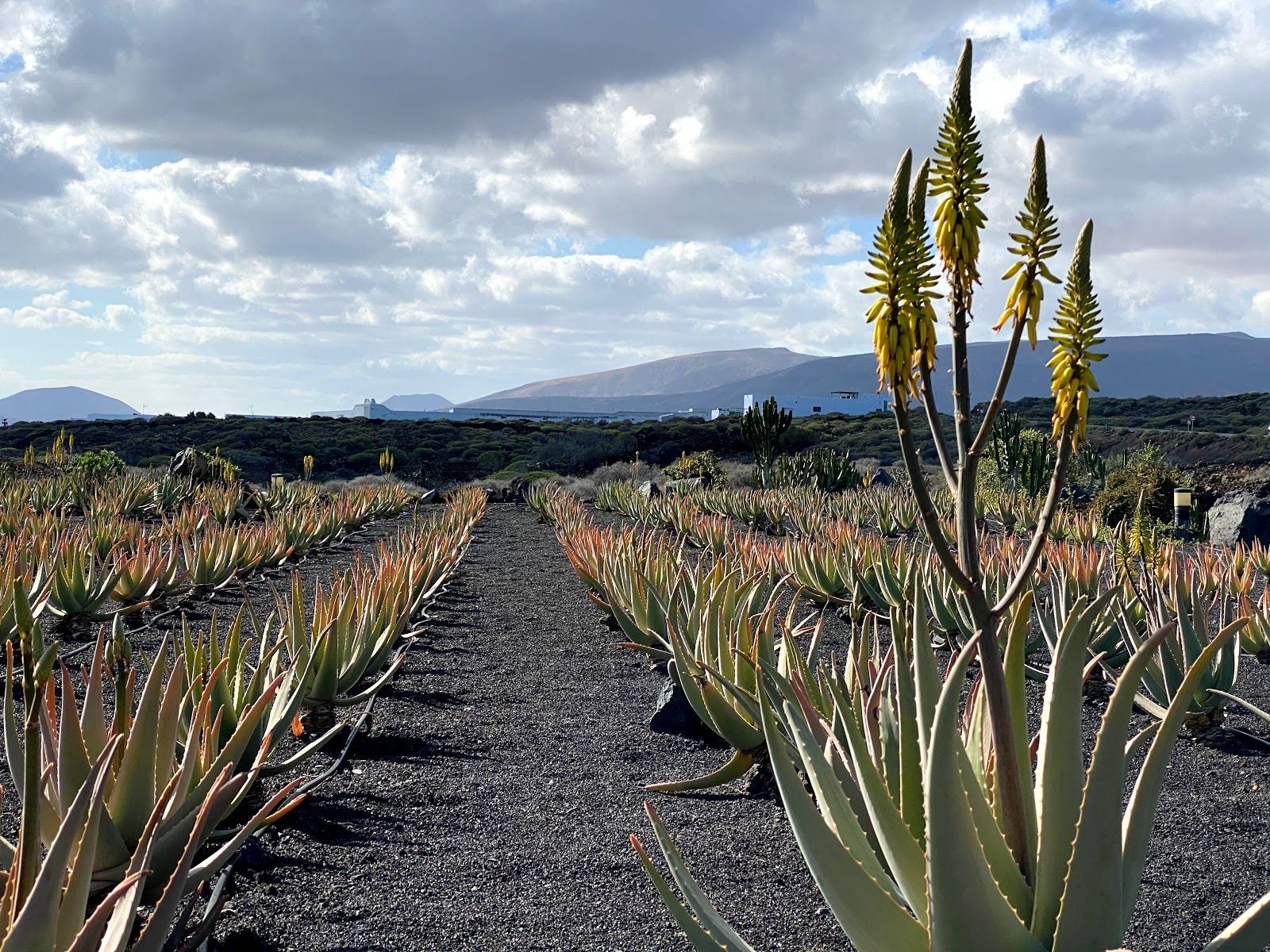 Museo de Aloe de Lanzarote, Spain