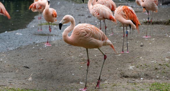 Beautiful flamingos at belfast zoo.
