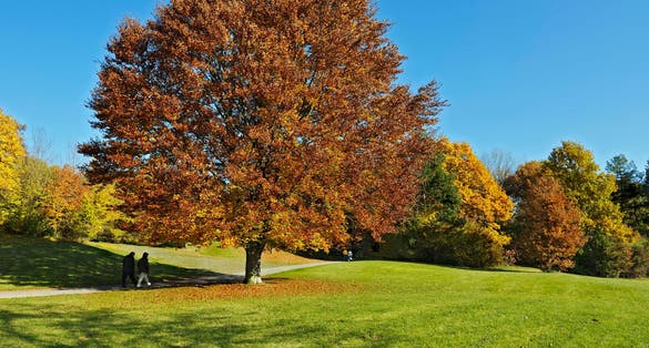 photo of view of Beech tree (Fagus) in the autumnal Ostpark, Munich, Bavaria, Germany, Europe,Munich Germany.