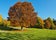 photo of view of Beech tree (Fagus) in the autumnal Ostpark, Munich, Bavaria, Germany, Europe,Munich Germany.