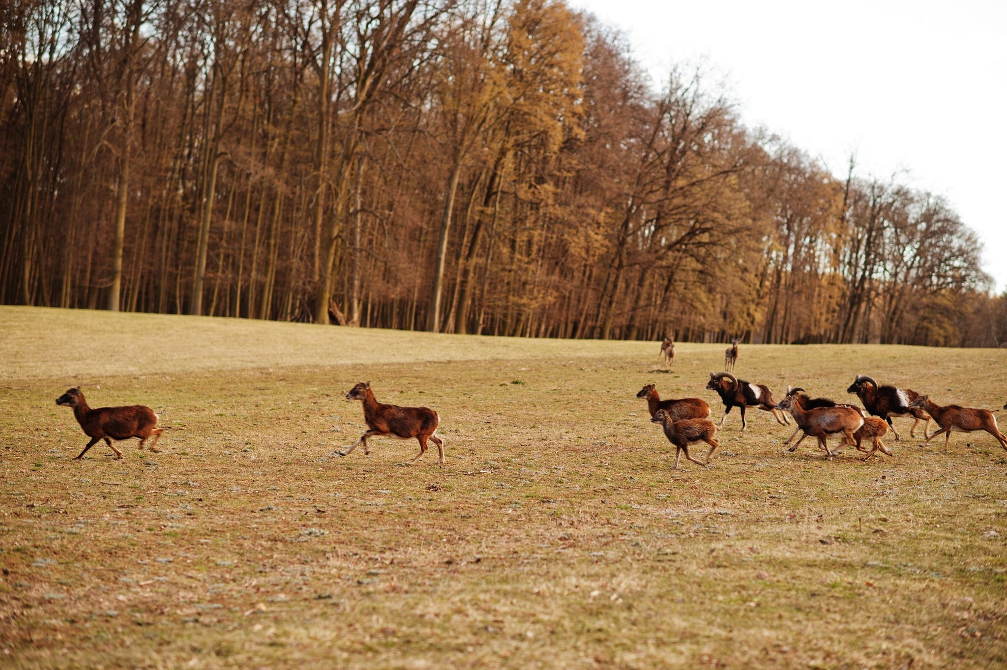 Photo of fallow deer in Obora Holedna park, Brno, Czech Republic.