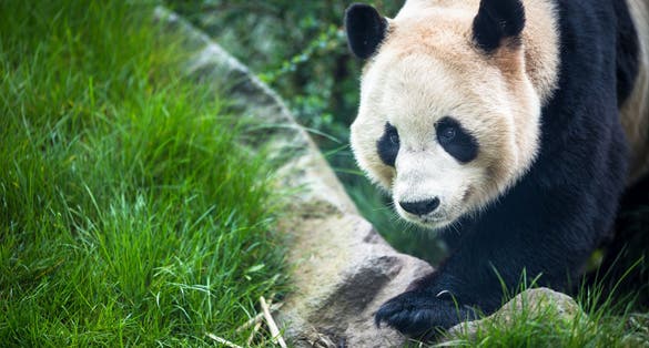 Photo of Giant panda (Ailuropoda melanoleuca) ,Edinburgh Zoo ,Scotland .