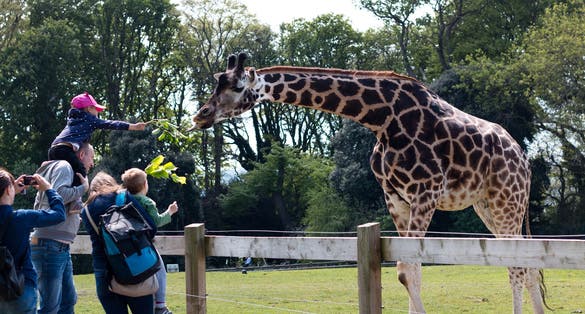 Photo of Fota Wildlife Park: giraffe being fed leaves, Ireland.