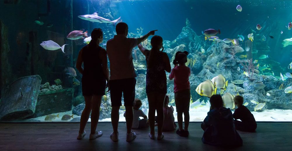 Skegness Aquarium, Skegness, East Lindsey, Lincolnshire, East Midlands, England, United Kingdom