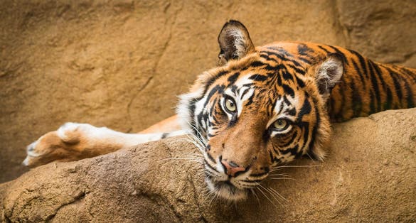 Photo of tiger at London zoo, UK.