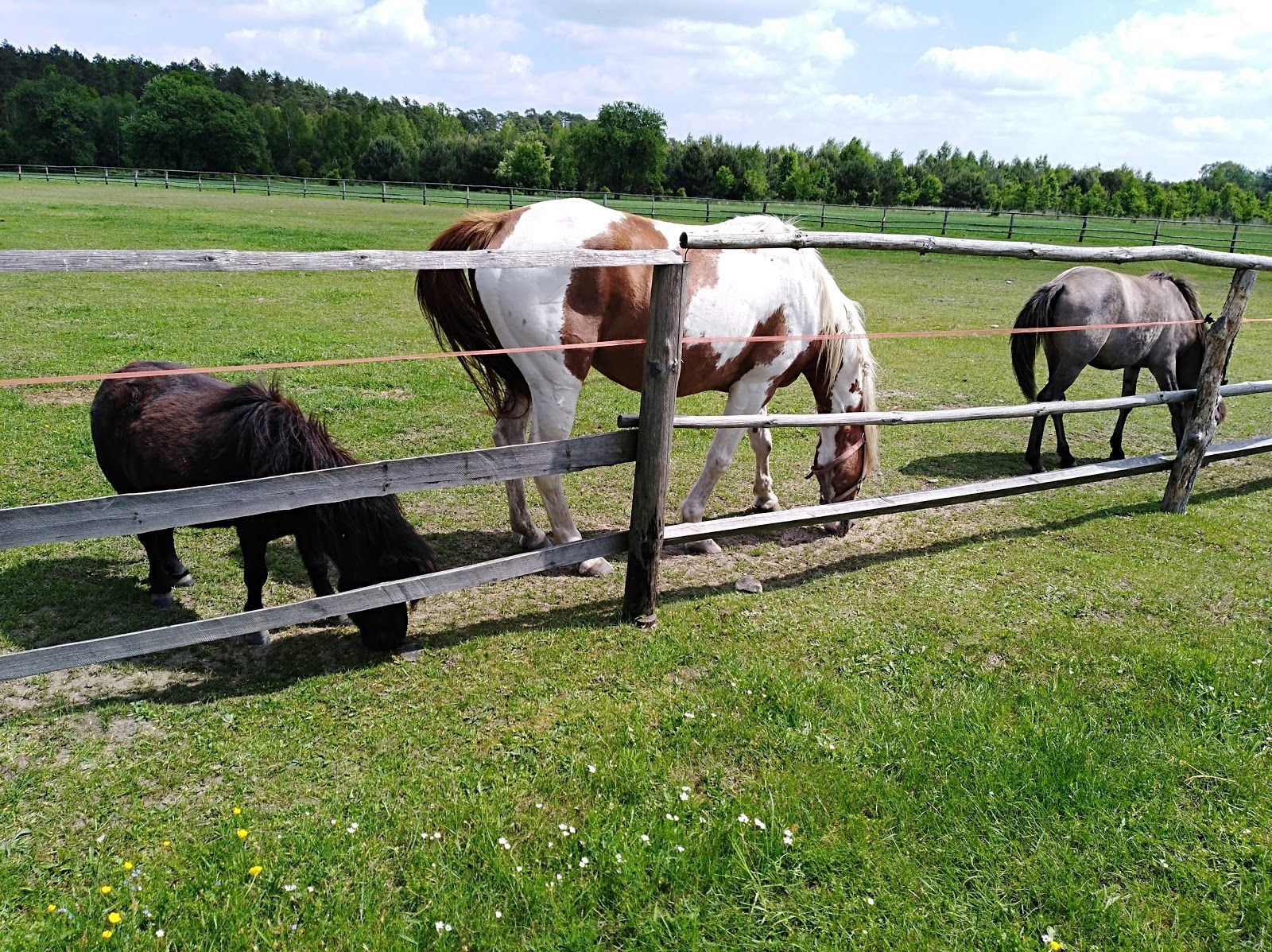 Leśna Osada Edukacyjna, gmina Wolbórz, Piotrków County, Łódź Voivodeship, Poland