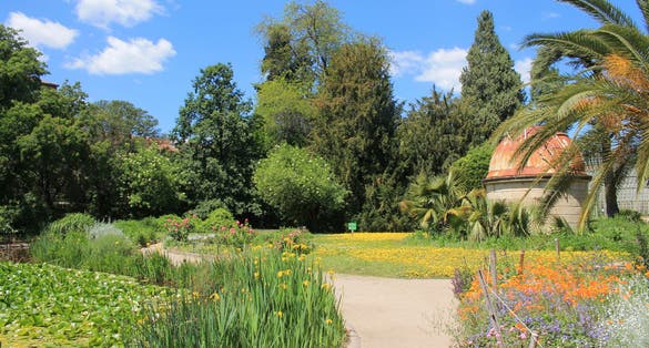 photo of the famous Historic botanical garden and arboretum of Montpellier, the oldest in France.