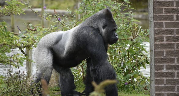 Photo of gorilla at Blackpool zoo, UK.
