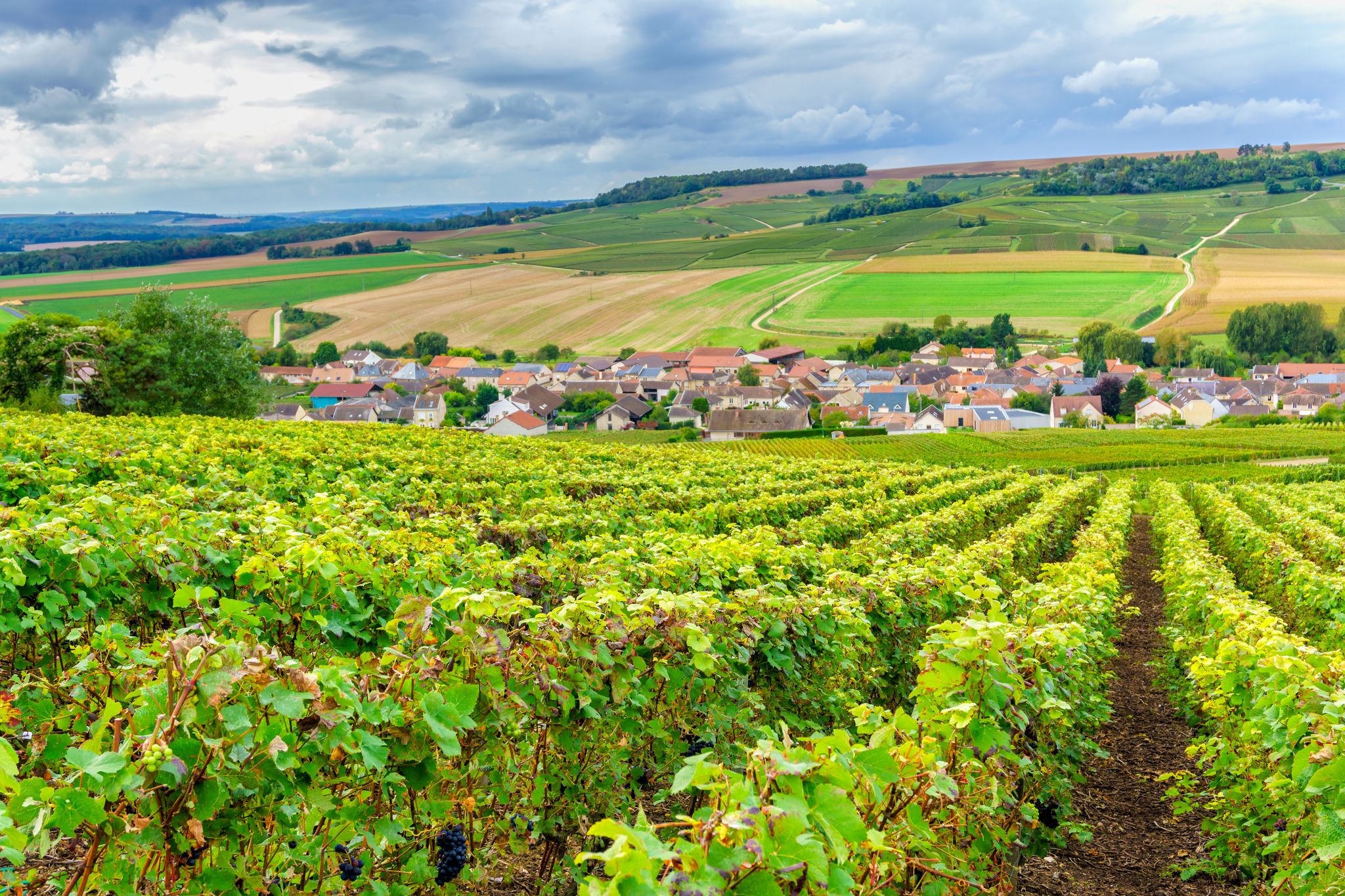Photo of Champagne Vineyards at sunset, Montagne de Reims, France.