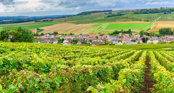 Photo of Champagne Vineyards at sunset, Montagne de Reims, France.