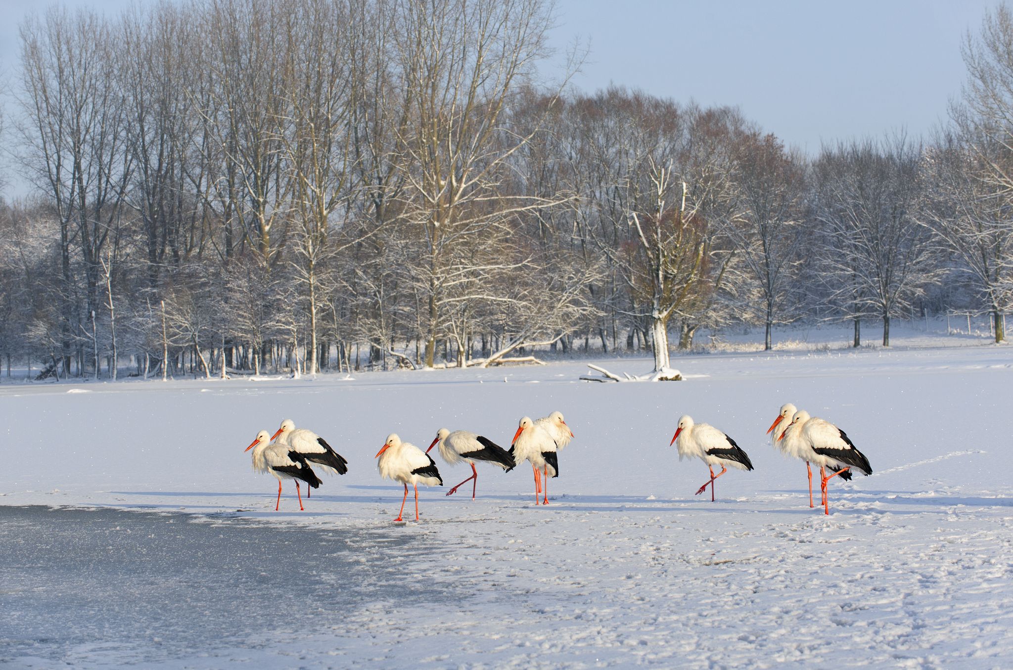 photo of storks during a snowy winter in the natural park Lelystad, The Netherlands.