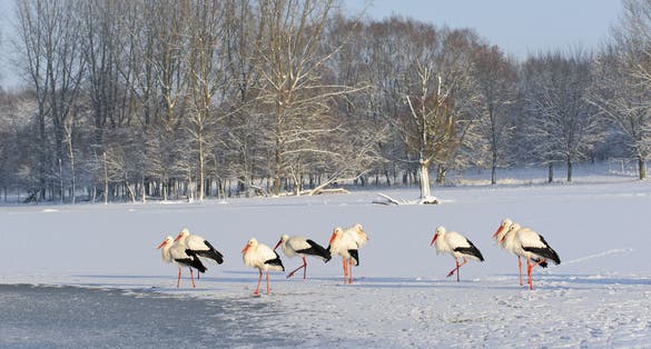 photo of storks during a snowy winter in the natural park Lelystad, The Netherlands.