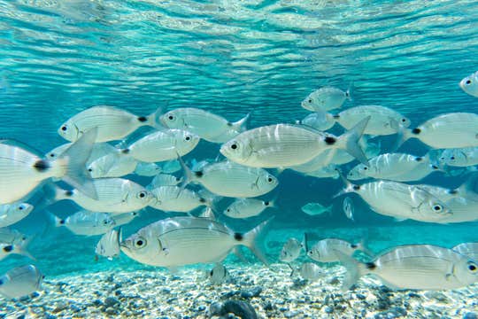 10-Day Sardinia Beach Holiday in Campulongu With Itinerary