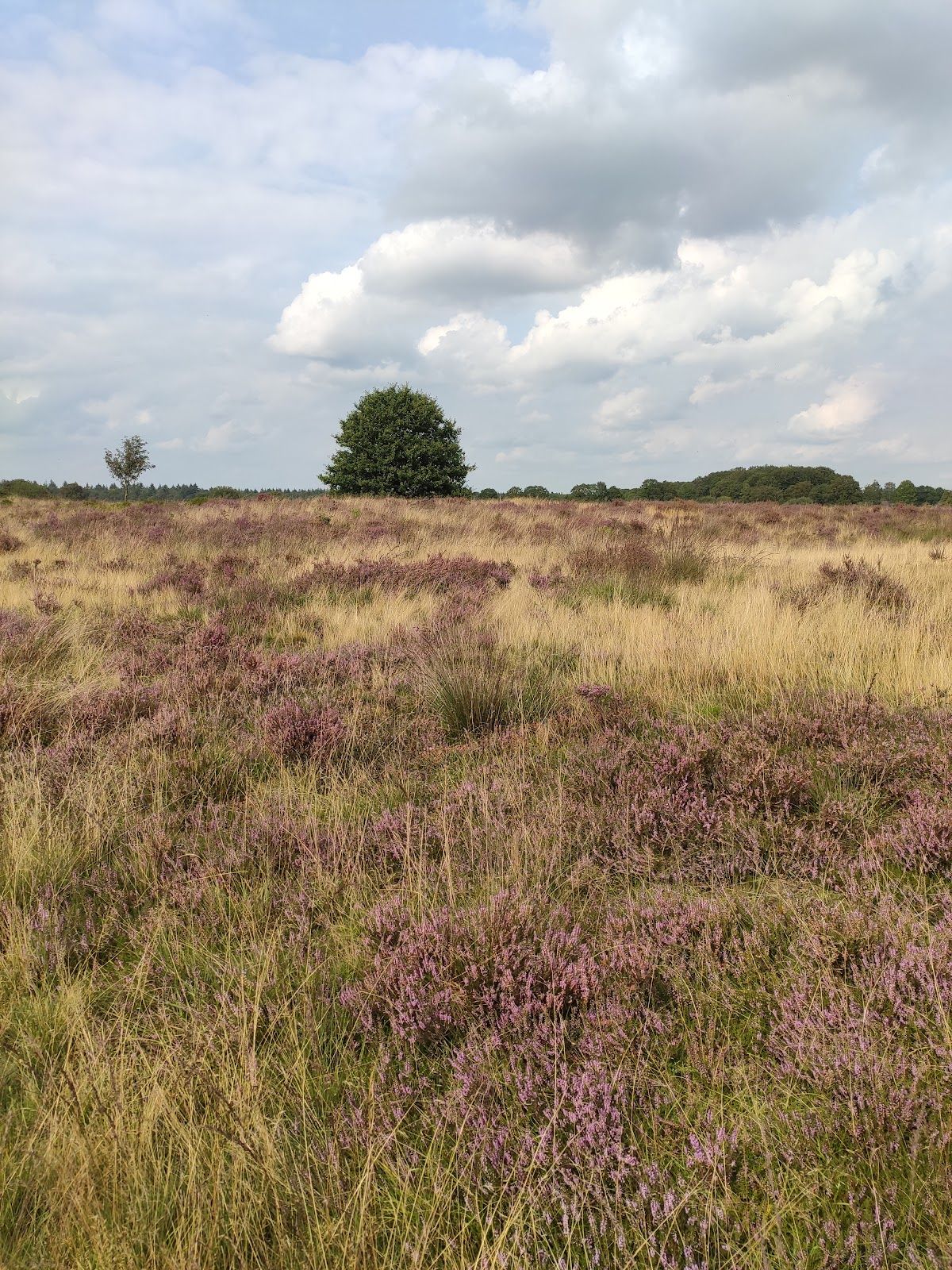 Molenveld, Exloo, Borger-Odoorn, Drenthe, Netherlands