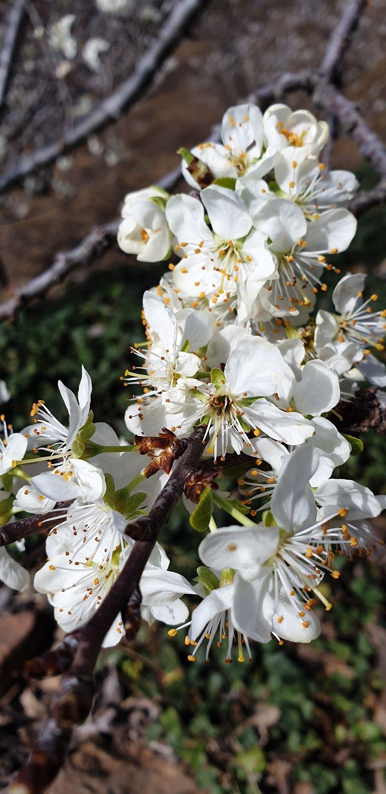 Garganta de los Papuos, Jerte, Valle del Jerte, Cáceres, Extremadura, Spain