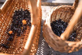ワイルドベリー＆マッシュルームピッキングツアー