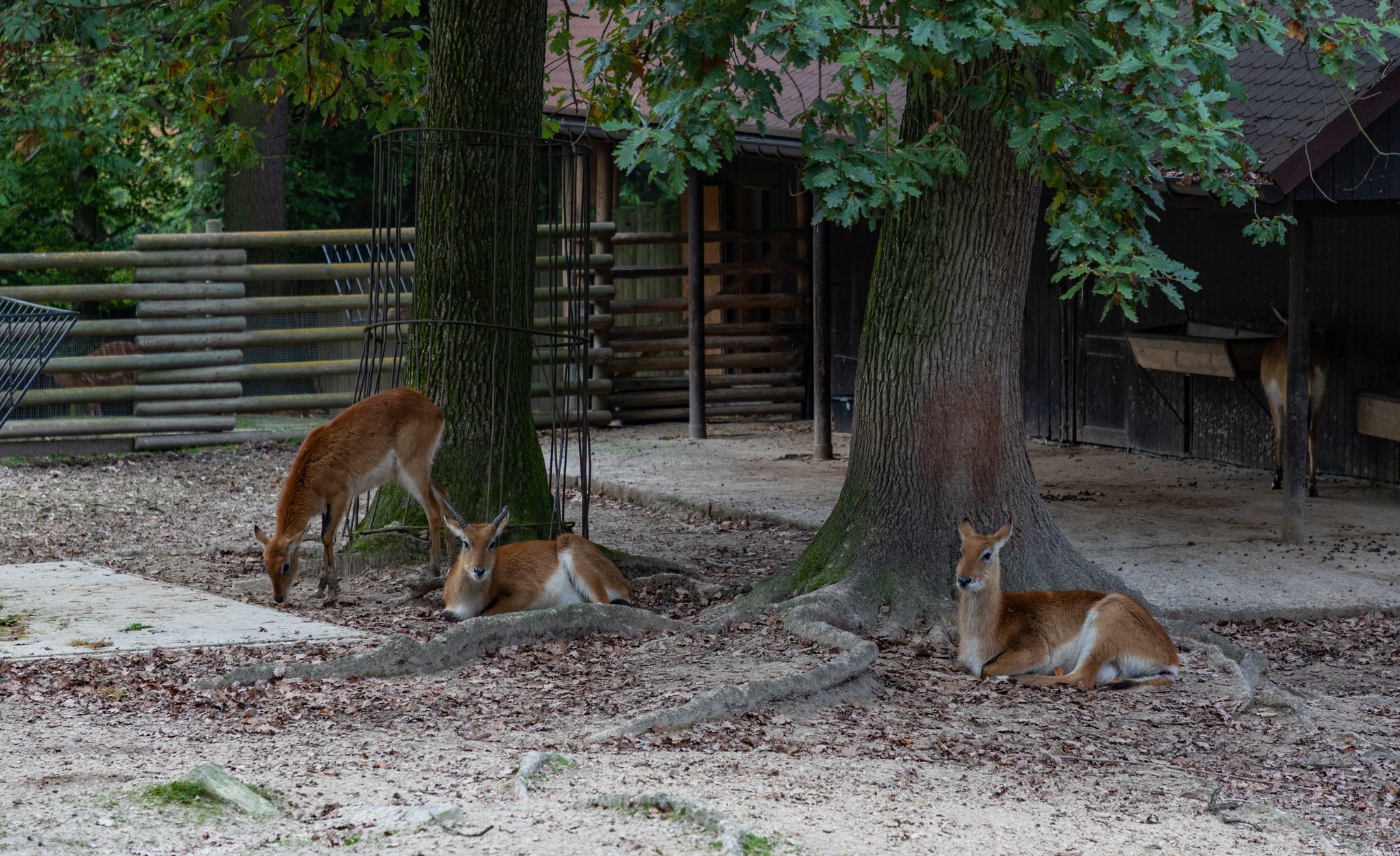 A picture of a group of Lechwes at the Kraków Zoo.