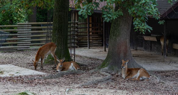 A picture of a group of Lechwes at the Kraków Zoo.