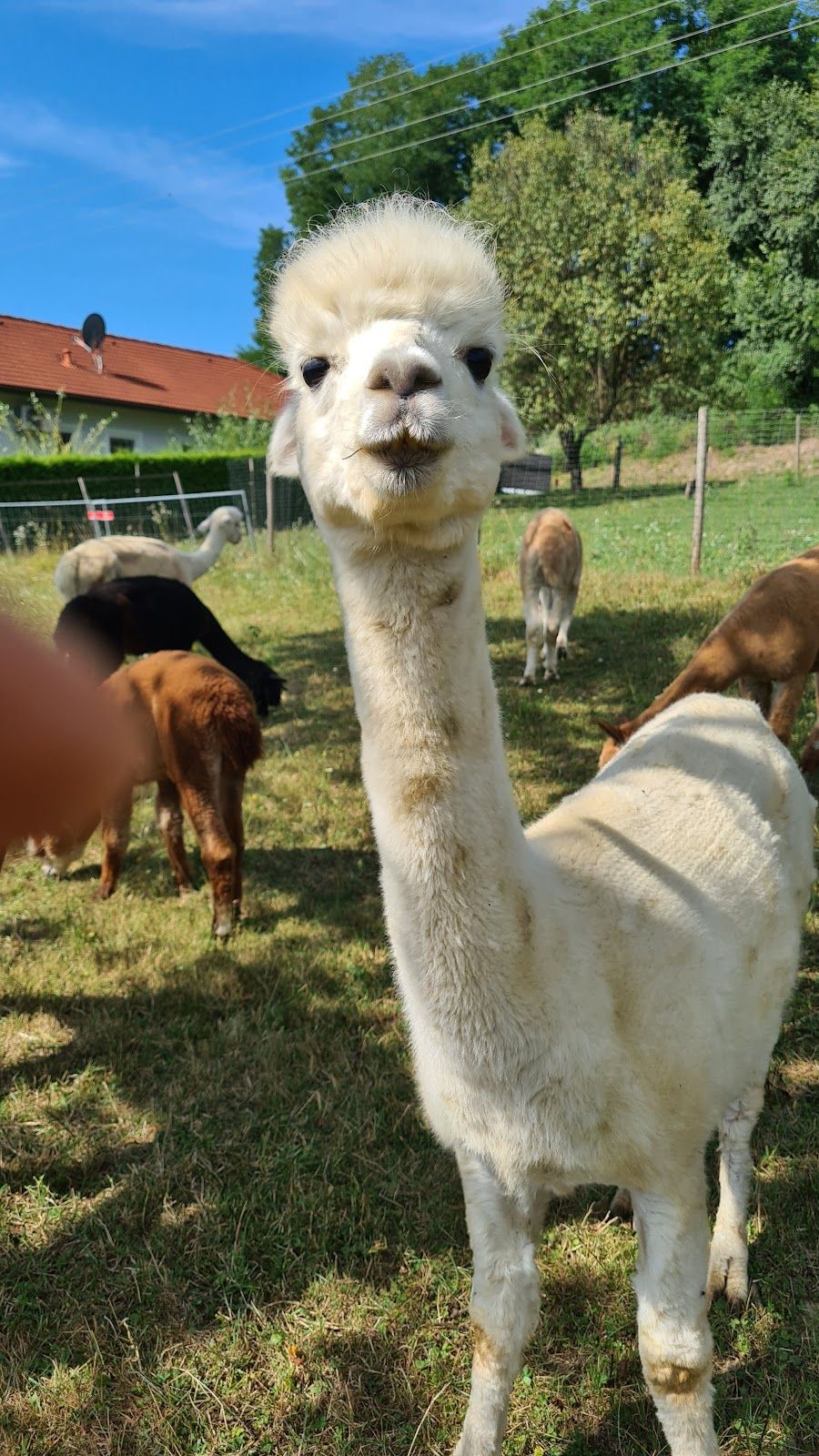 Cria Valley Alpacas, Fehring, Bezirk Südoststeiermark, Styria, Austria