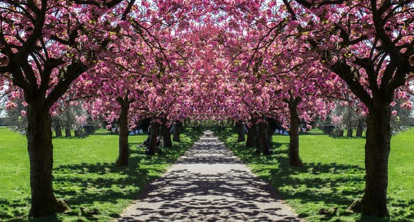 Cherry Blossoms in Greenwich Park, London.