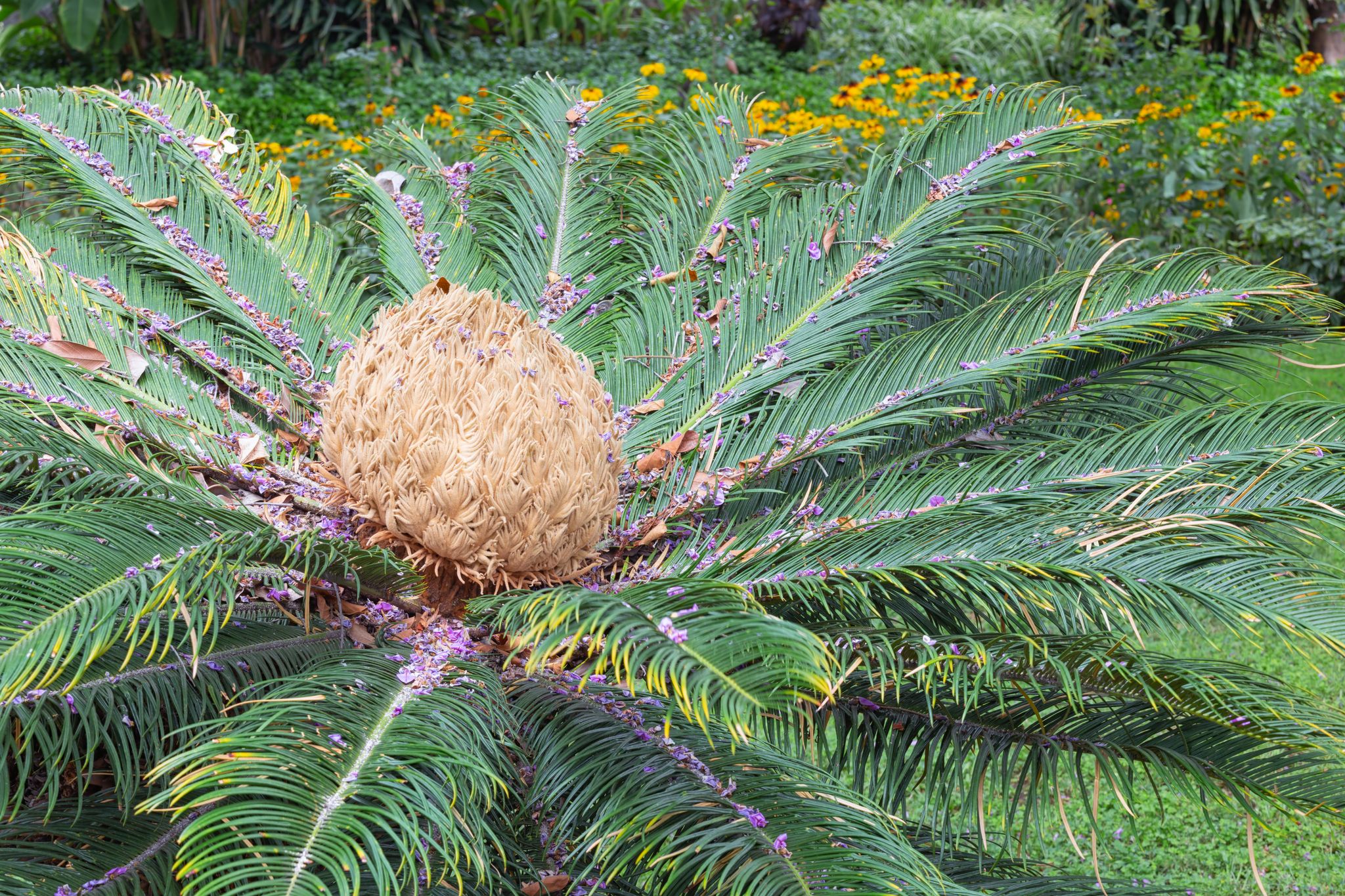 Beautiful Cycas Pectinata tree with crown of leaves in Jardim Municipal de Funchal, Madeira