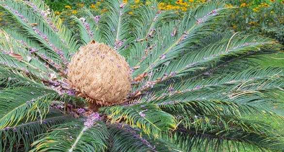 Beautiful Cycas Pectinata tree with crown of leaves in Jardim Municipal de Funchal, Madeira