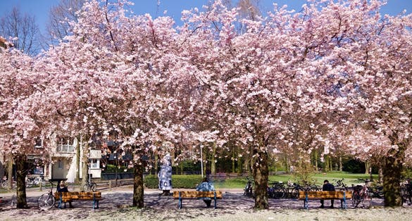 Photo of pink cherry blossom trees in Muenster, NRW, Germany.