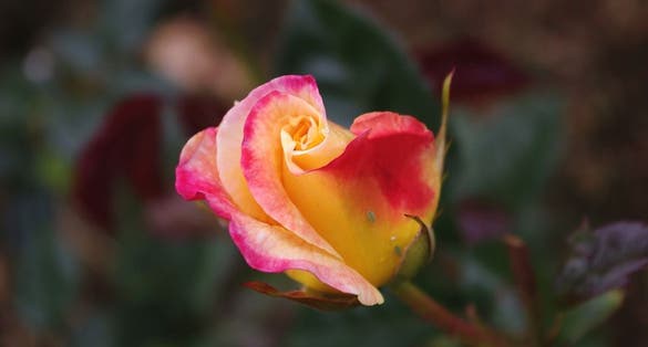 Photo of Tralee Ireland, by Fred T.-flower