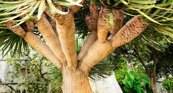 photo of Detail of a huge plant of Dracena (dracaena draco) found in the Minerva's garden in Salerno, Italy .