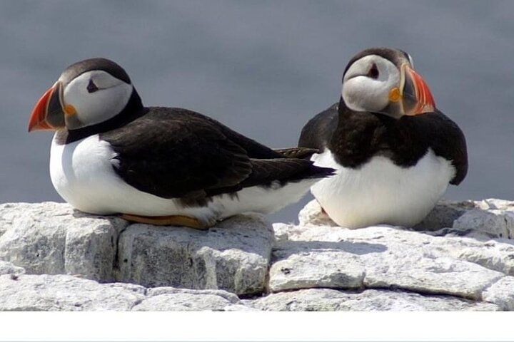 Inner Farne National Trust Bird Sanctuary - 3 hr trip to the Farne Islands