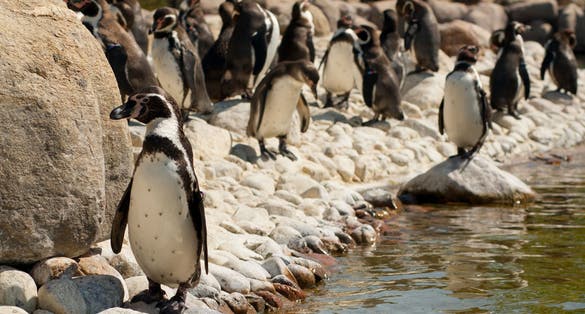 Photo of Humboldt Penguins are enjoying sunny weather at Givskud's zoo Zootopia, Denmark.