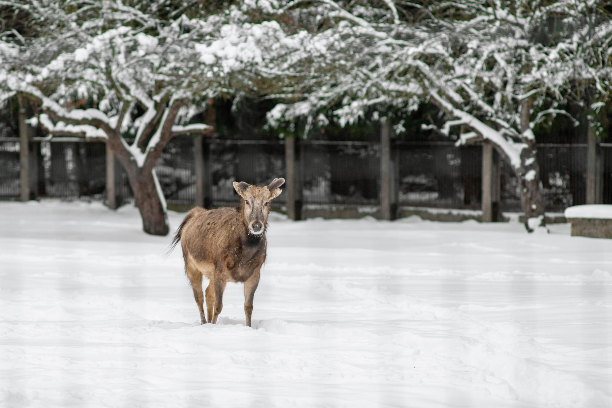 Photo of the Pere David's deer (Elaphurus davidianus), also known as the milu in Tallinn Zoo on a cloudy winter day.