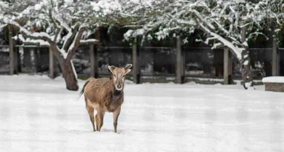 Photo of the Pere David's deer (Elaphurus davidianus), also known as the milu in Tallinn Zoo on a cloudy winter day.