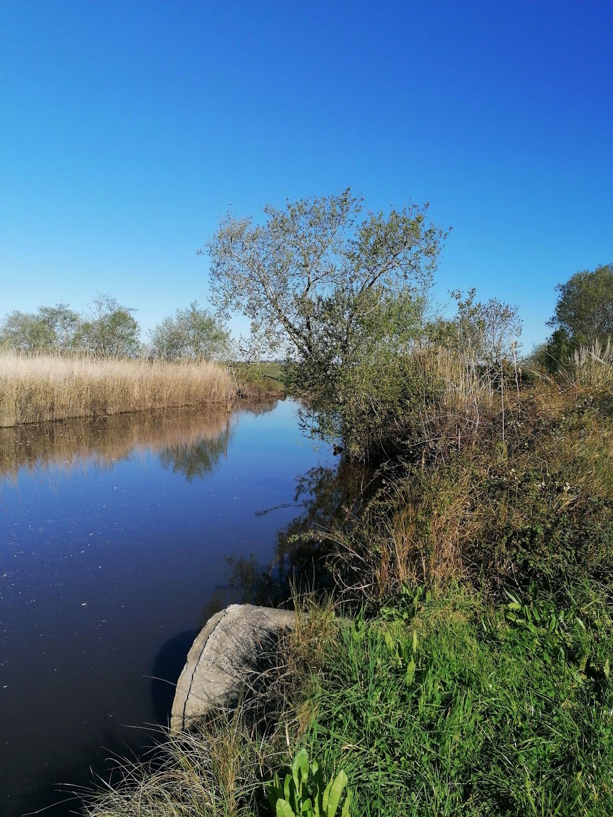 Bioria Estarreja, Salreu, Estarreja, Aveiro, Baixo Vouga, Centro, Portugal