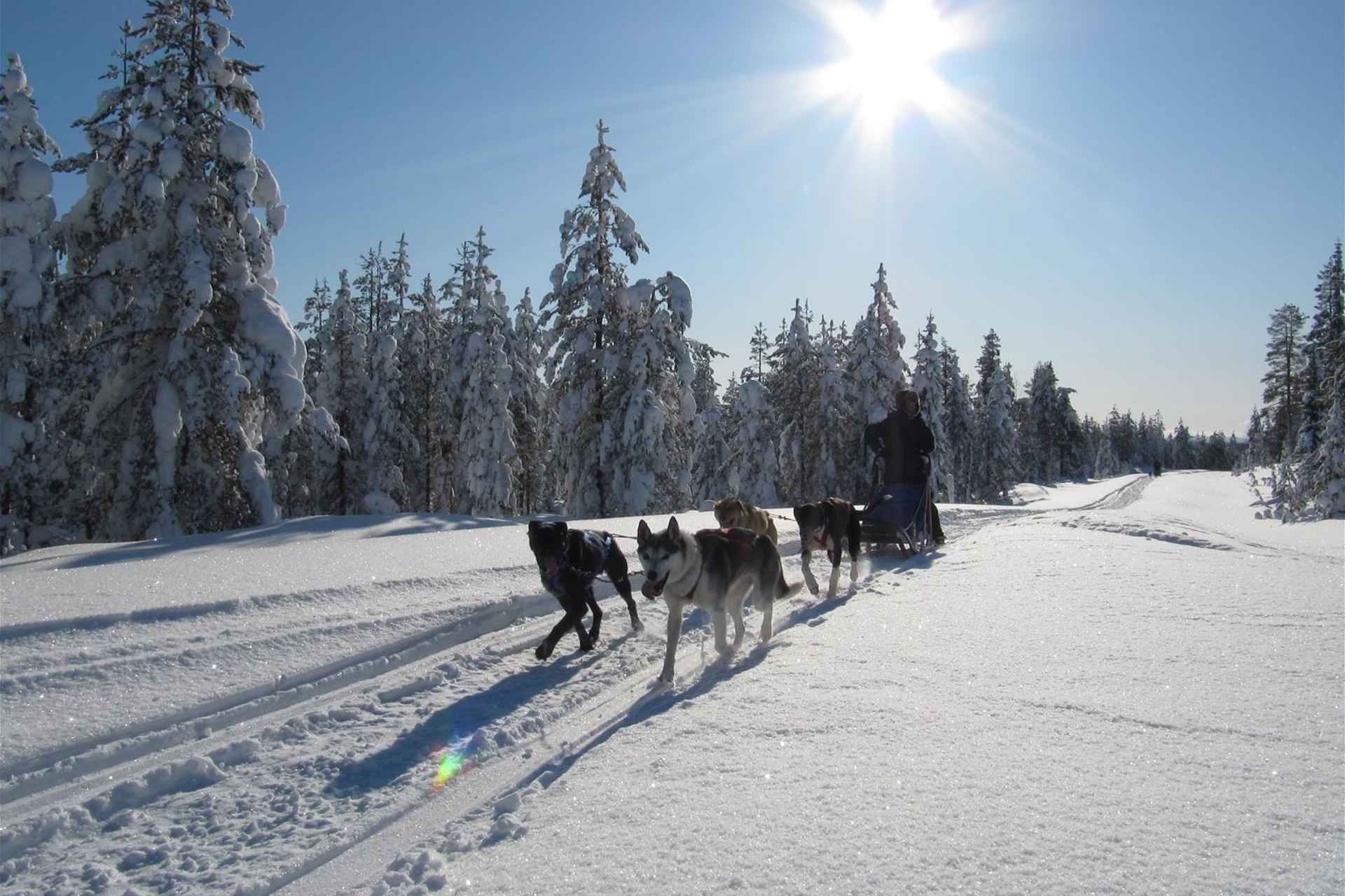 Rovaniemi: Apukka Husky Adventure 7km, self-driven