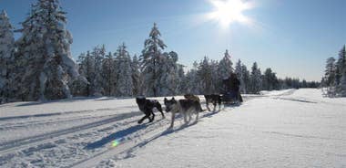 Rovaniemi: Apukka Husky Adventure 7km, self-driven