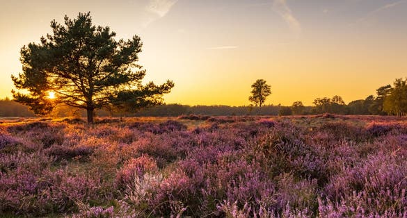 photo of panorama with blooming heather and trees at Planken Wambuis and Ginkel heath, Veluwe in Ede in the Netherlands.