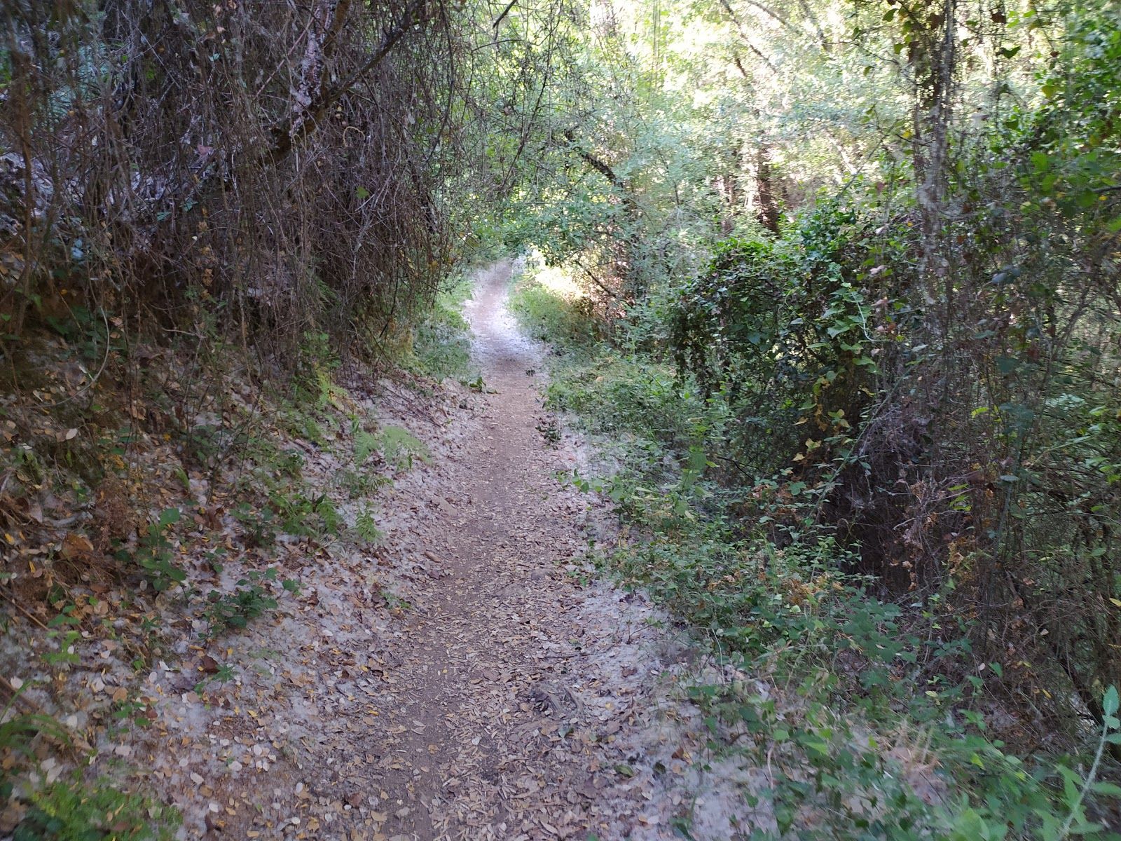 Sendero Ribera de Jabugo, Galaroza, Sierra de Aracena, Huelva, Andalusia, Spain