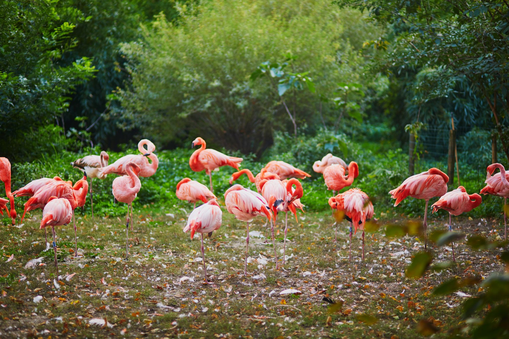 photo of many pink flamingoes in zoo of Jardin des Plantes, Paris, France.