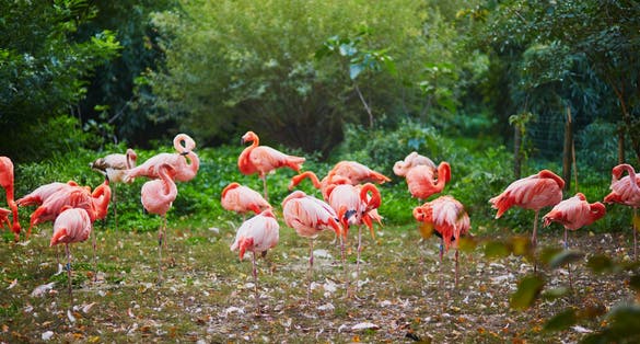 photo of many pink flamingoes in zoo of Jardin des Plantes, Paris, France.