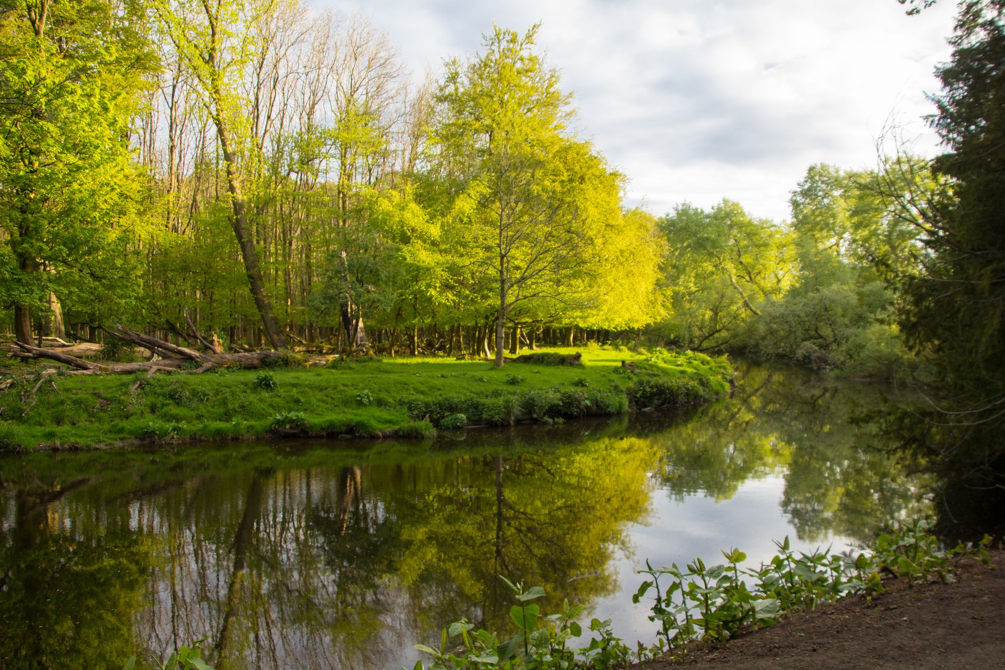 Photo of Spring in Pollok Country Park in Glasgow, Scotland. White Cart Water and Trees .