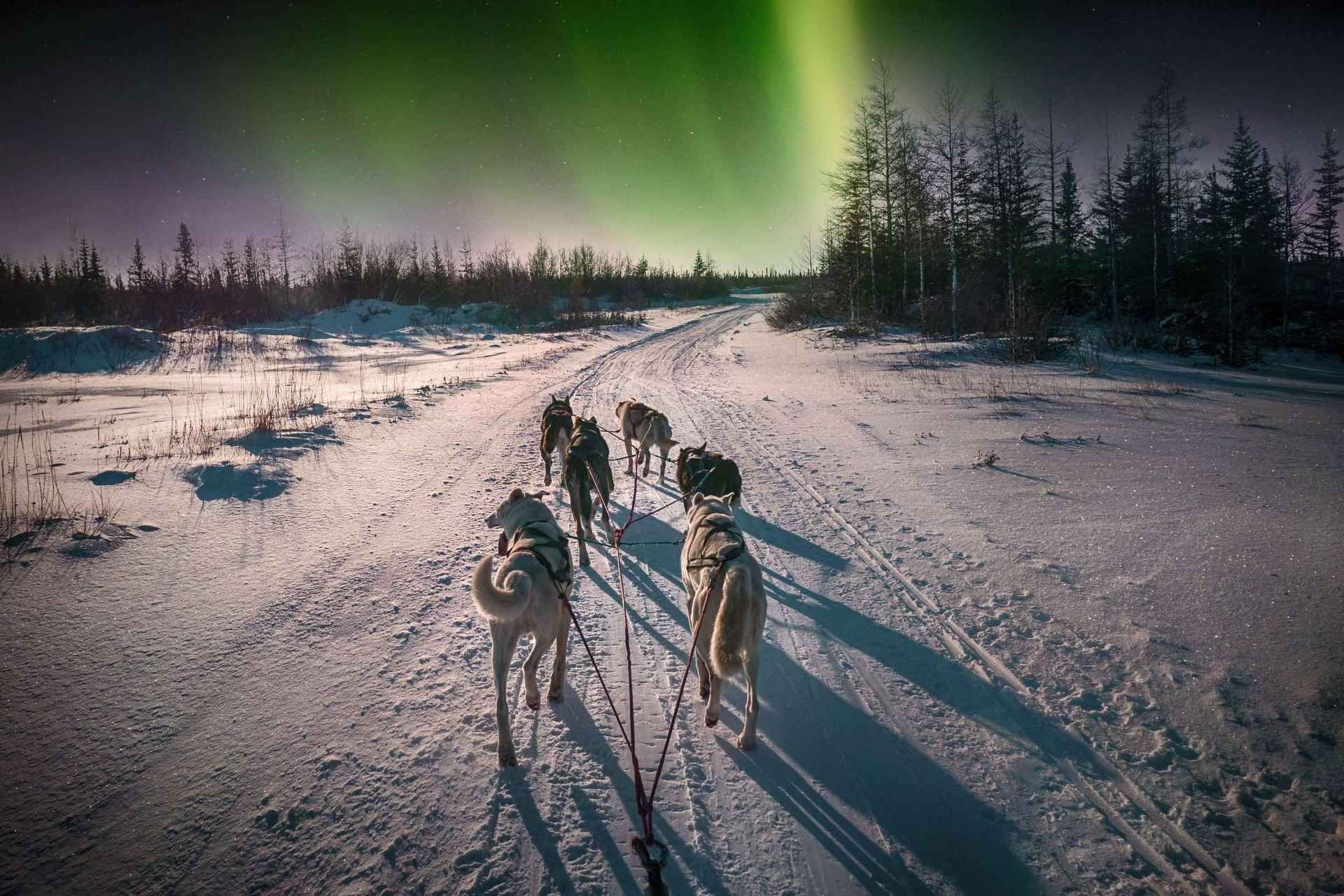 Alta: Dog Sledding Trip under the Northern Lights